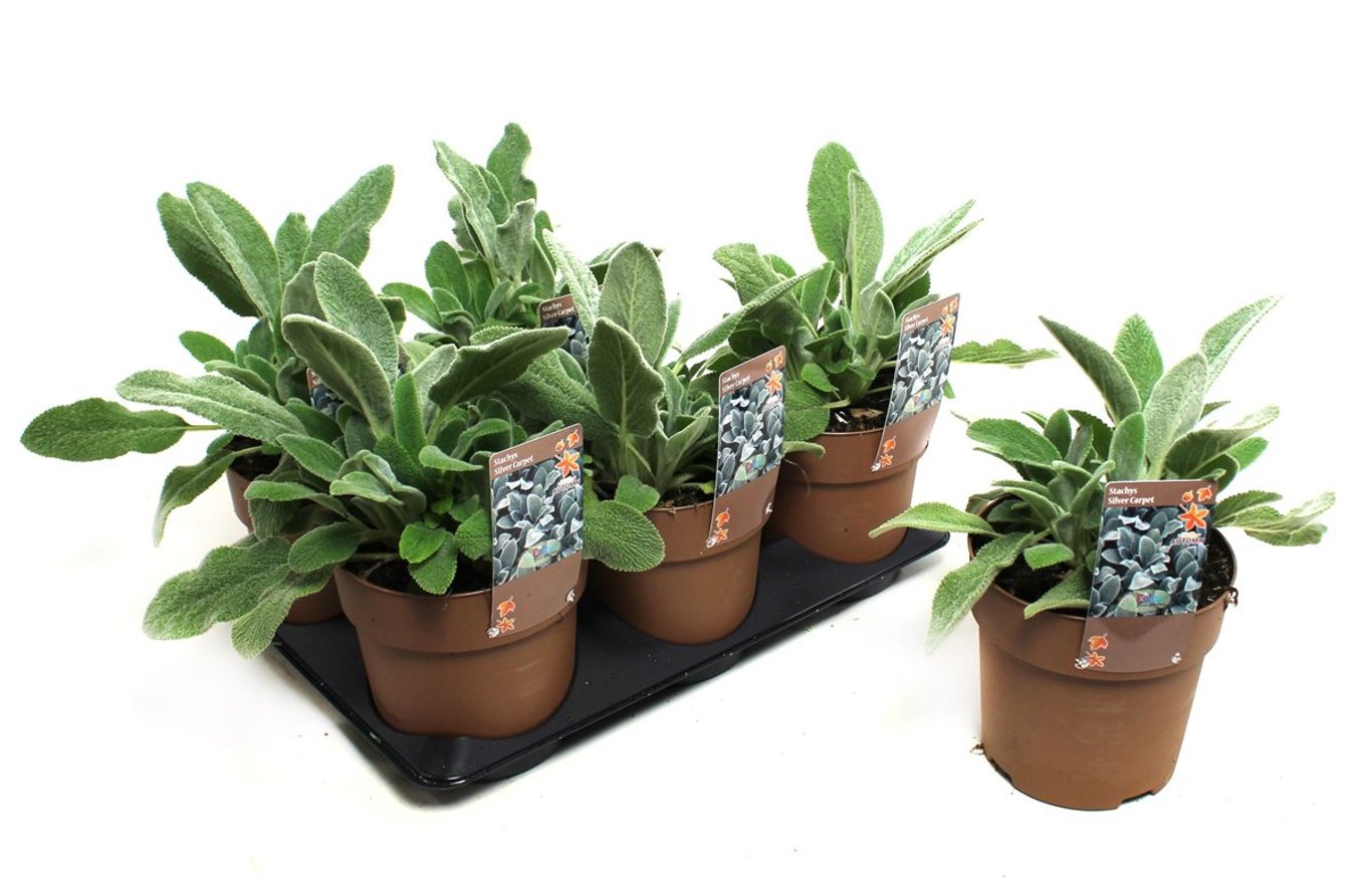 Stachys byzantina 'Silver Carpet' - C1,5